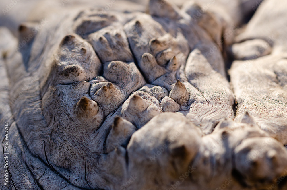 close up of thorns on a tree bark