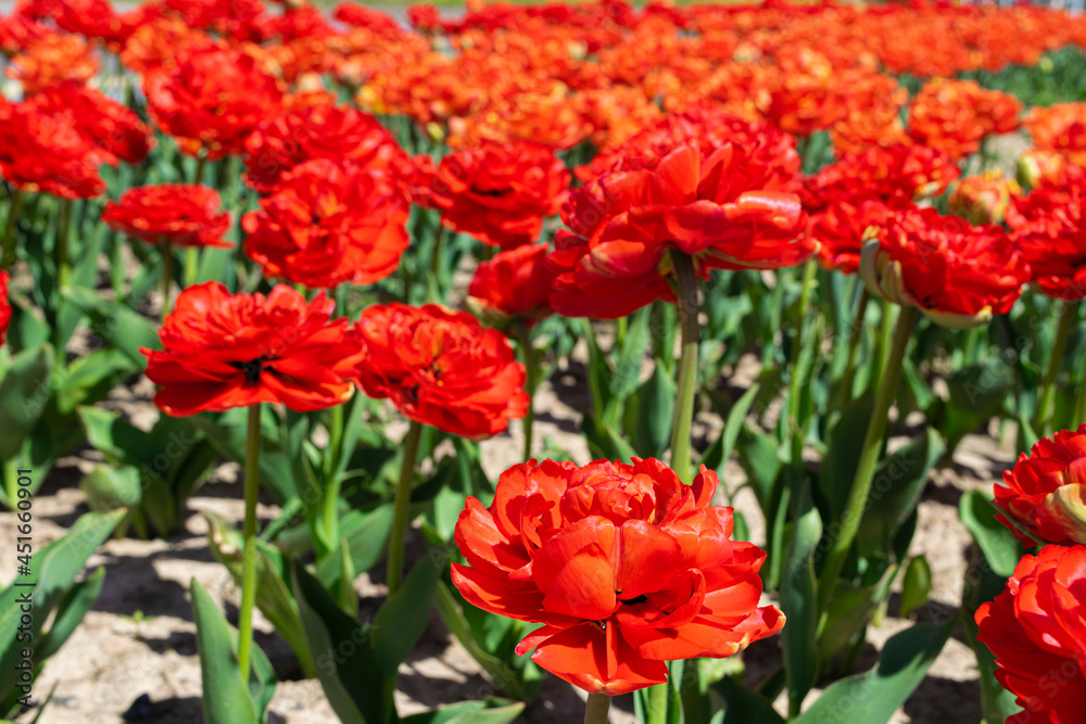 red flowers