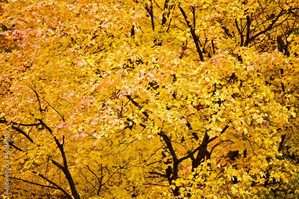Bright colorful foliage on the trees in the forest on a sunny autumn day. Autumn trees with colorful leaves close-up. Bright colors and autumn mood in the forest. Abstract autumn nature backgrounds. Bright colorful foliage on the trees in the forest on a sunny autumn day. Autumn trees with colorful leaves close-up. Bright colors and autumn mood in the forest. Abstract autumn nature backgrounds.