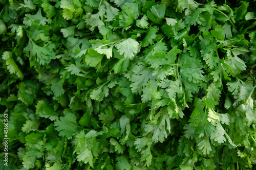 green and fresh coriander in morning light. Also uses for background .