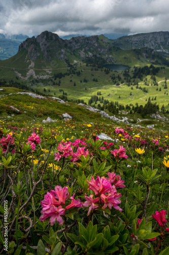 alpine roses in Diemtigtal with Seebergsee in the Bernese Alps