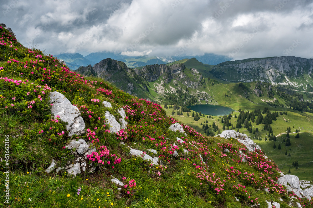 alpine roses in Diemtigtal with Seebergsee in the Bernese Alps