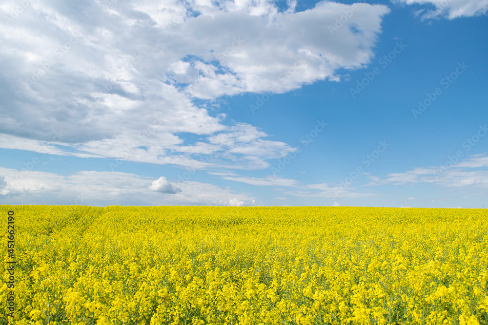 Summer landscape. Rapeseed field. Yellow flowers