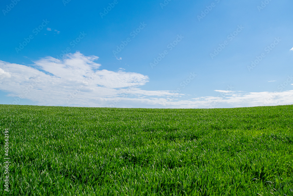 Fototapeta premium Summer landscape. Green field and sky