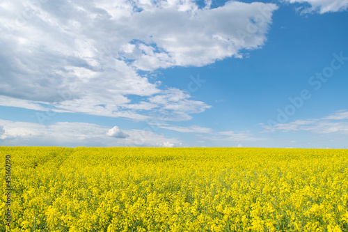 Summer landscape. Rapeseed field. Yellow flowers © bykot