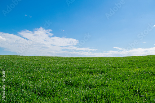 Summer landscape. Green field and sky