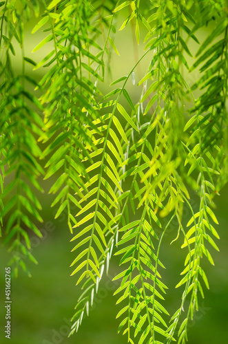 green fern leaves background