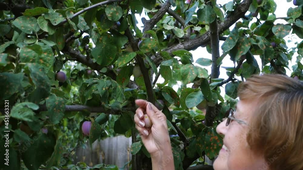 An elderly woman picks plums from a tree in her garden in the village and laughs that the plums are small. Focus on plums. An elderly woman picks plums from a tree in her garden in the village and laughs that the plums are small. Focus on plums.