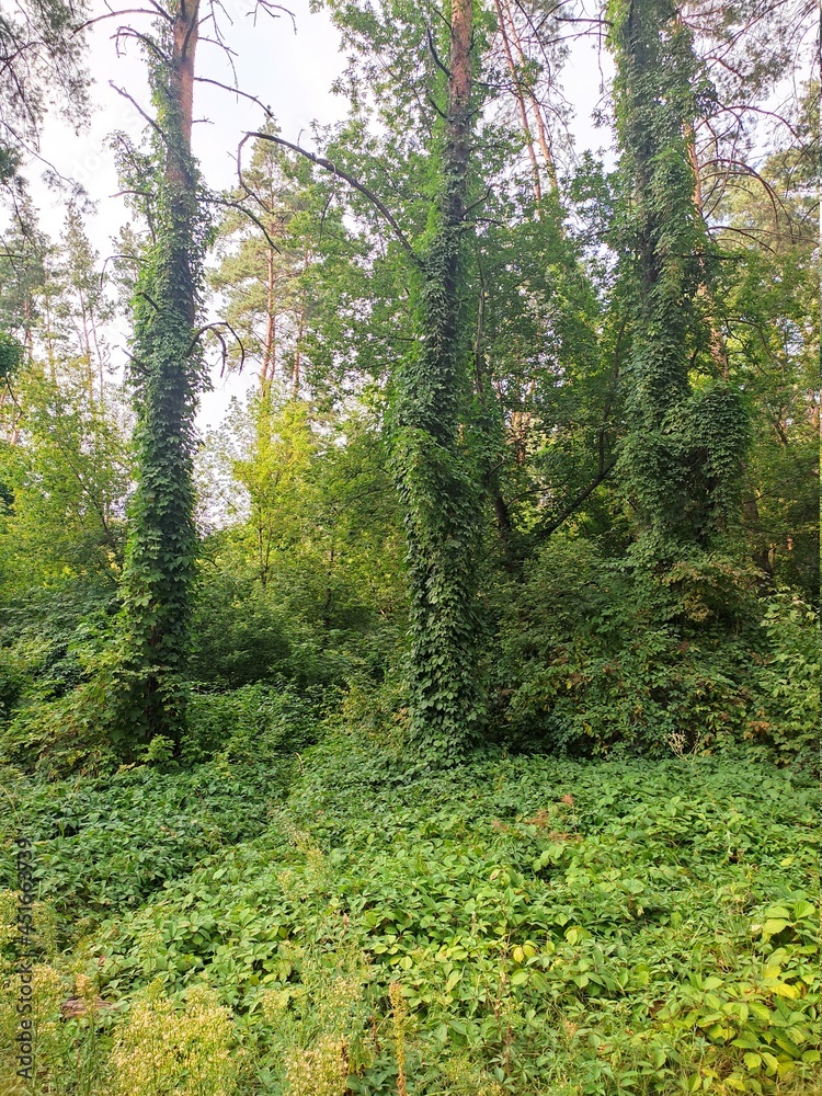 Obraz premium Thickets of leaves of wild grapes in a pine forest in summer
