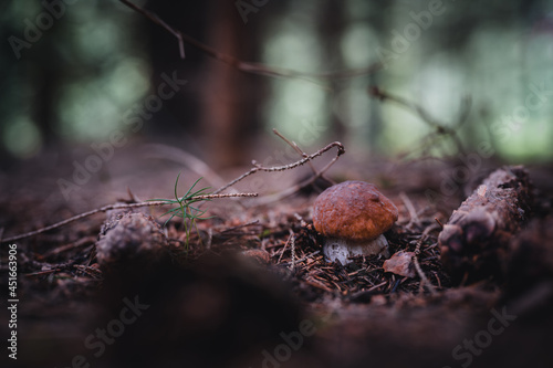 Boletus mushroom growing up in a forest. Little mushroom in dark forest.