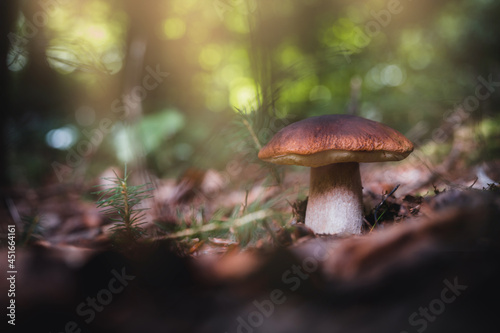 Boletus mushroom growing up in a forest. Sunbeam in mushroom.