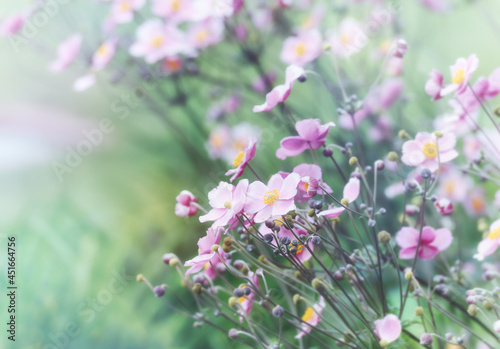 Nature background with spring flowers. Selective and soft focus. 