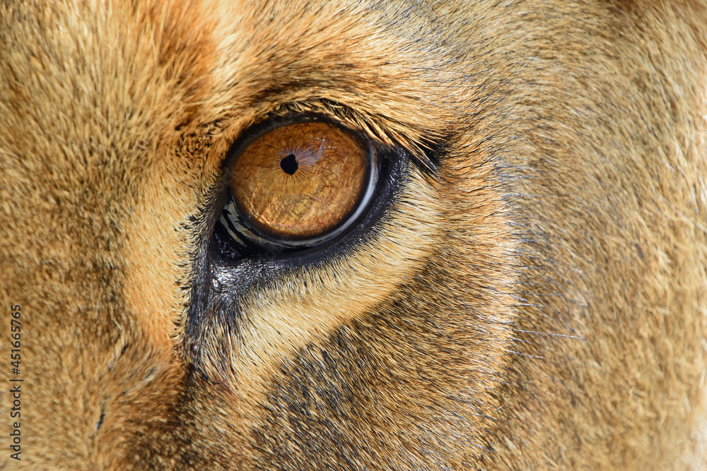 Eye of the lioness extreme close up