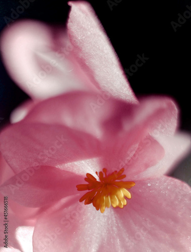 close up of a pink flower