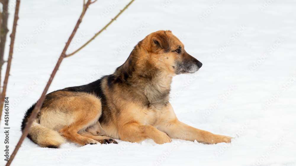 Naklejka premium A large brown dog lies in the snow in winter