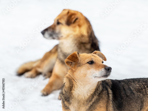 Two dogs in winter outdoors on a background of white snow