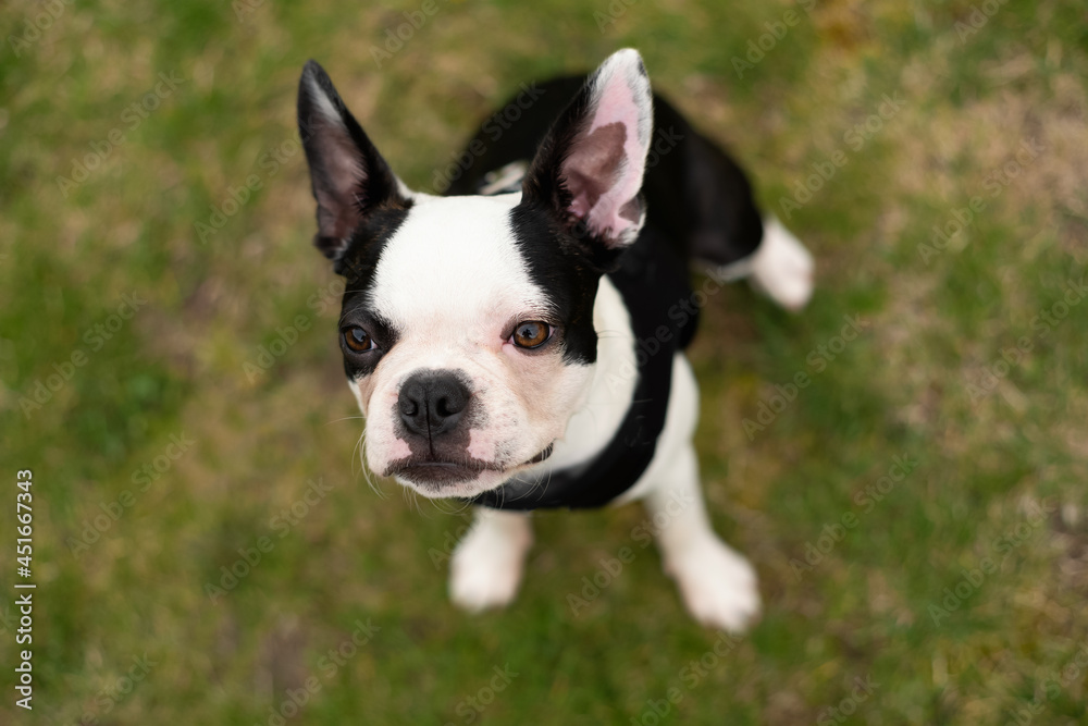 Boston Terrier puppy on grass outside, wearing a black harness, looking up.