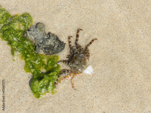 crab on the sand