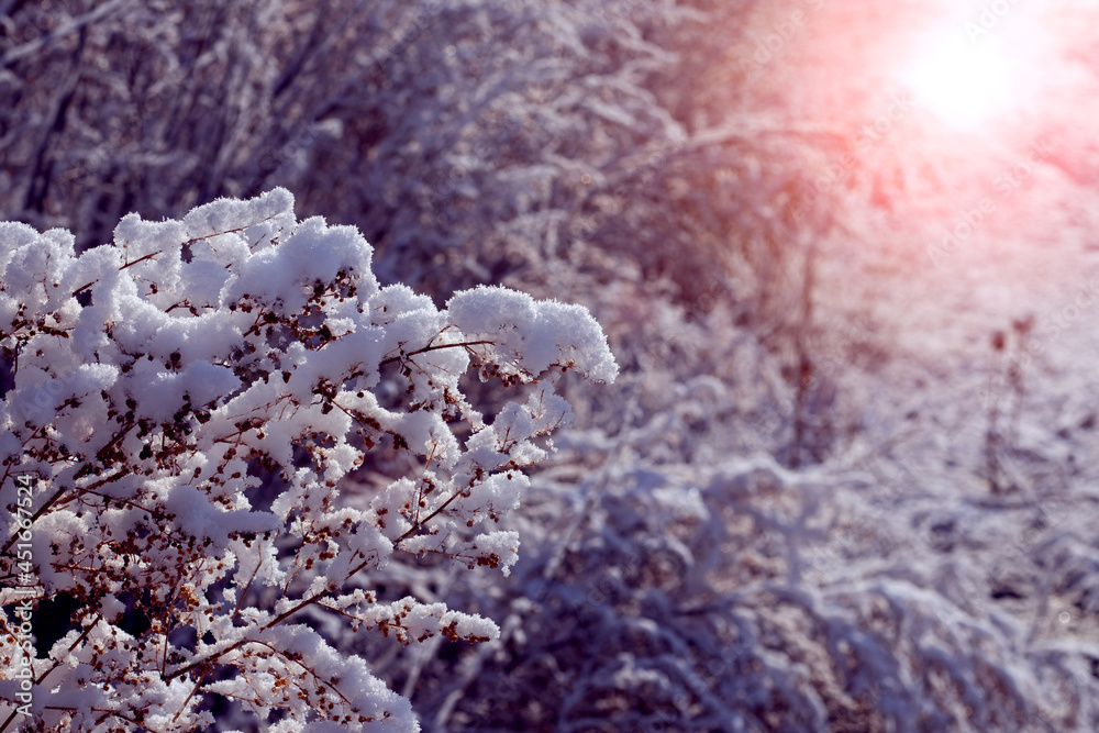 Winter forest with snow-covered trees and dry plants at sunset Winter forest with snow-covered trees and dry plants at sunset