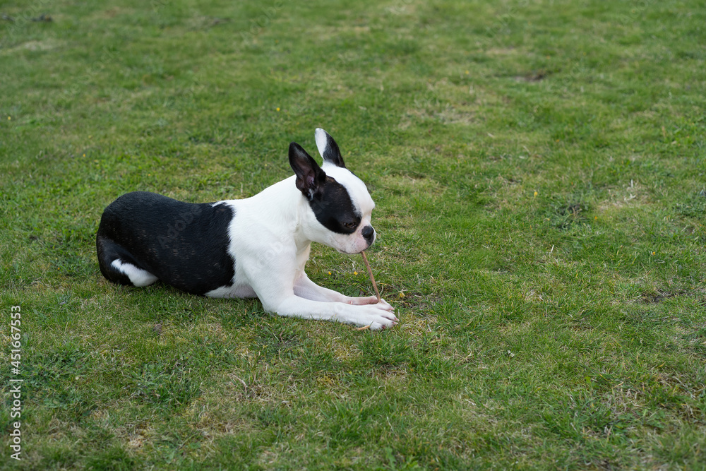 Boston Terrier puppy lying down on grass chewing a twig, or stick in the garden.