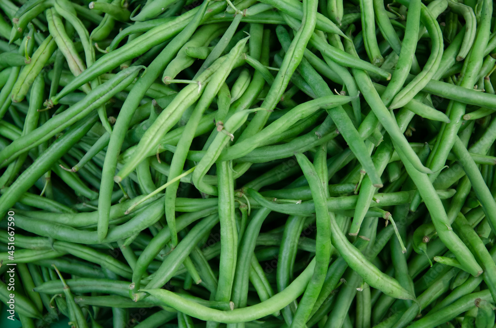 Fresh green beens vegetable in large quantity. Also uses for texture or background. Fresh green beens vegetable in large quantity. Also uses for texture or background.
