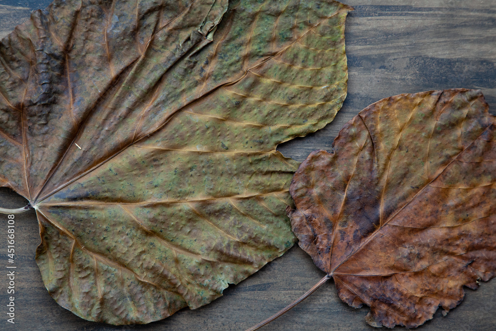 Colorful dry autumn leaves on top of wooden floor. Neutral colors brown, green, orange. Colorful dry autumn leaves on top of wooden floor. Neutral colors brown, green, orange.