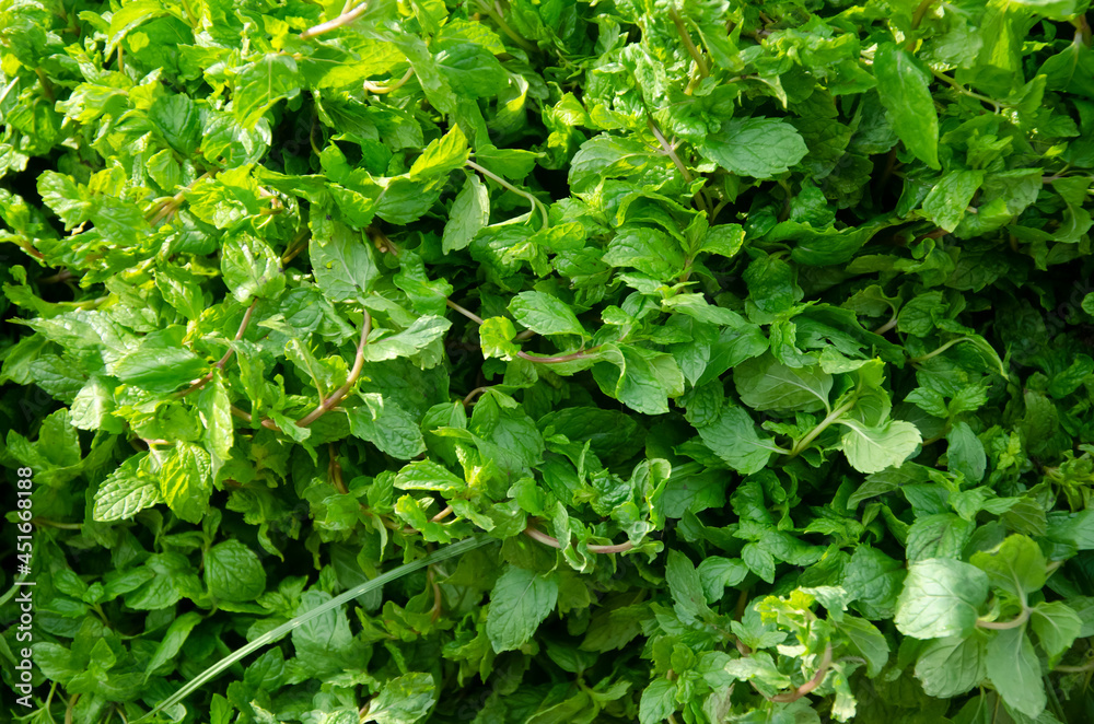 Fresh green mint leaves in india in morning sunshine. Fresh green mint leaves in india in morning sunshine.