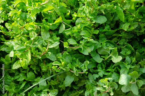 Wallpaper Mural Fresh green mint leaves in india in morning sunshine. Torontodigital.ca