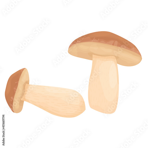 Porcini Mushrooms isolated on white background. edible mushrooms. autumn harvest. mushroom season. noble mushrooms. vector flat.