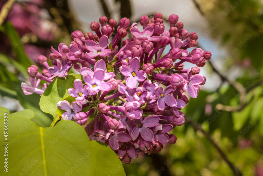 Beautiful purple lilac flower bloming in May