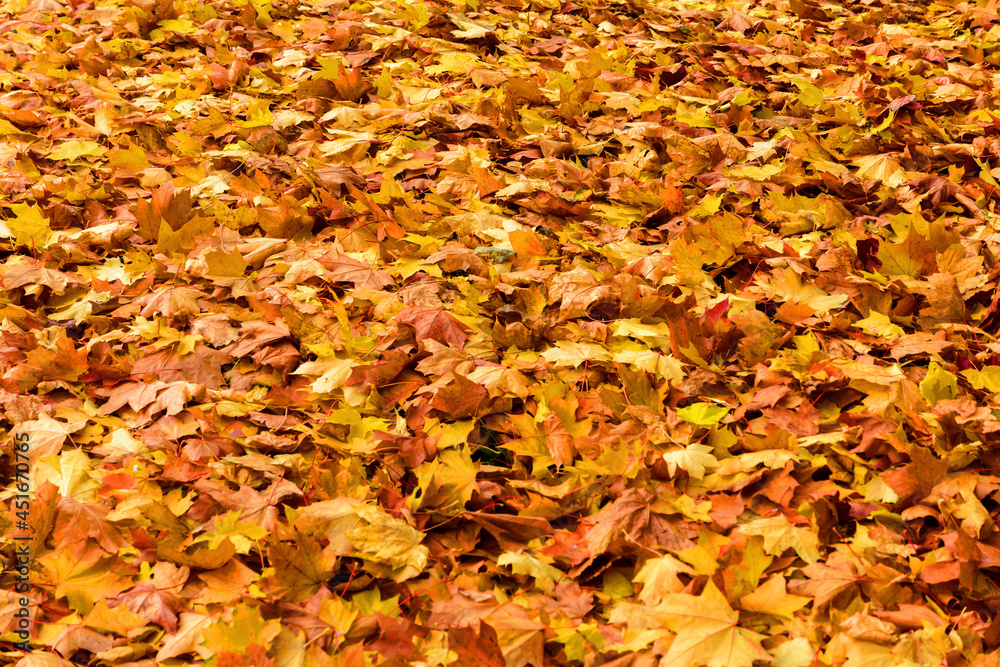 Autumn. Leaf fall. A carpet of yellow leaves. Yellow maple leaves lie on the ground Autumn. Leaf fall. A carpet of yellow leaves. Yellow maple leaves lie on the ground