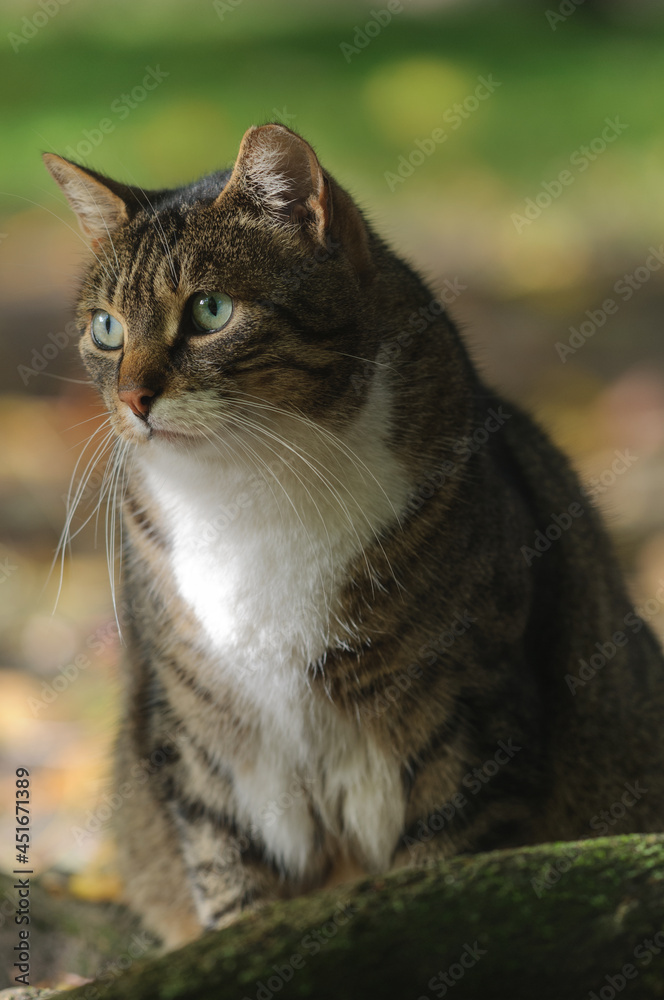Portrait of a large striped cat with shadows and sunny evening light. Selective focus