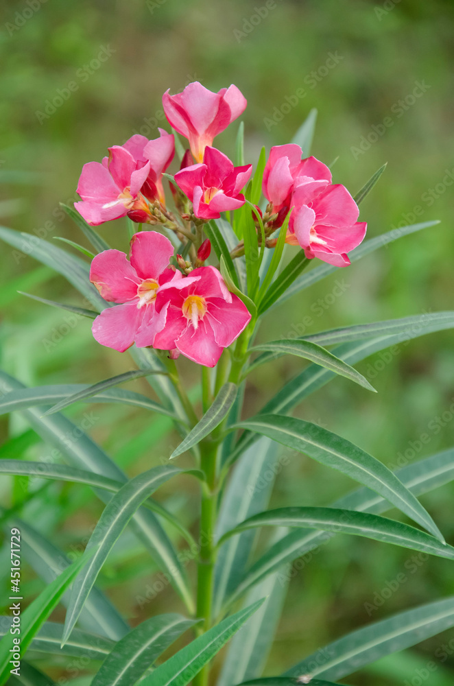 Pink Oleander flowers with green leaves in the garden with blur background in vertical. Pink Oleander flowers with green leaves in the garden with blur background in vertical.