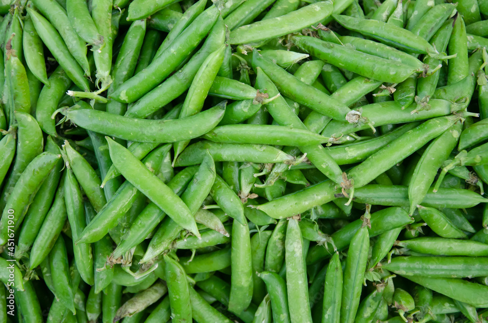 Fresh green pea in large quantity. Also uses for background or texture. Fresh green pea in large quantity. Also uses for background or texture.