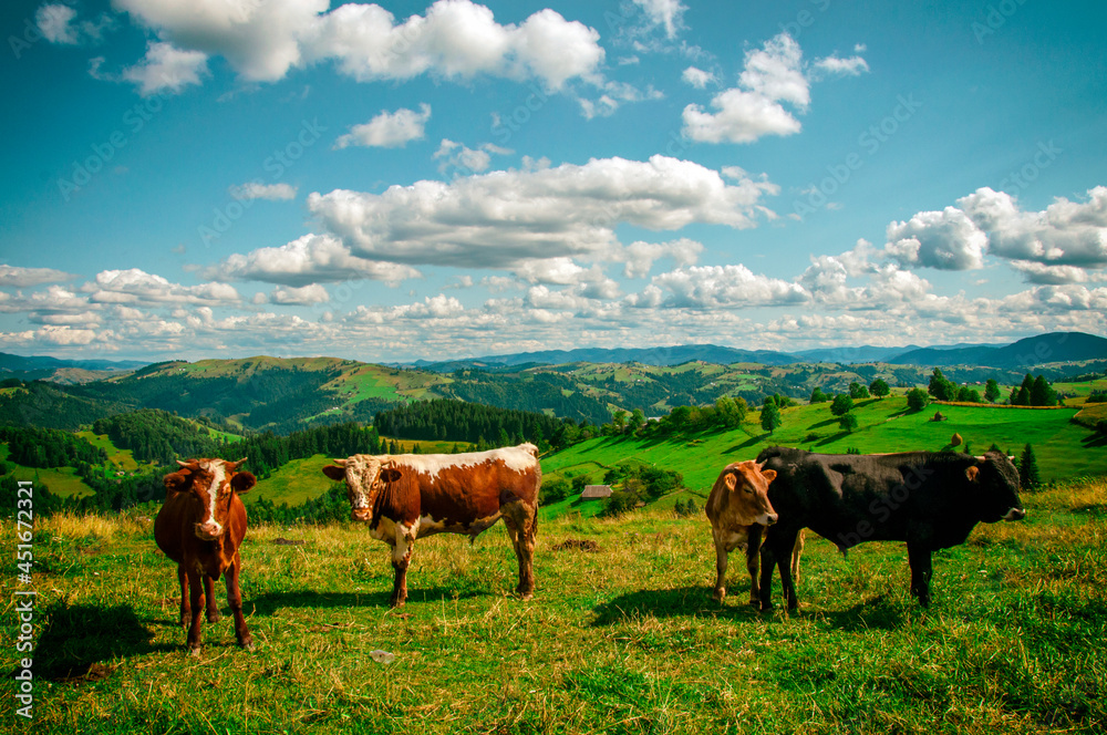 cows graze in the mountains on the slopes of the hills, a beautiful landscape from the height of the mountains. High quality photo