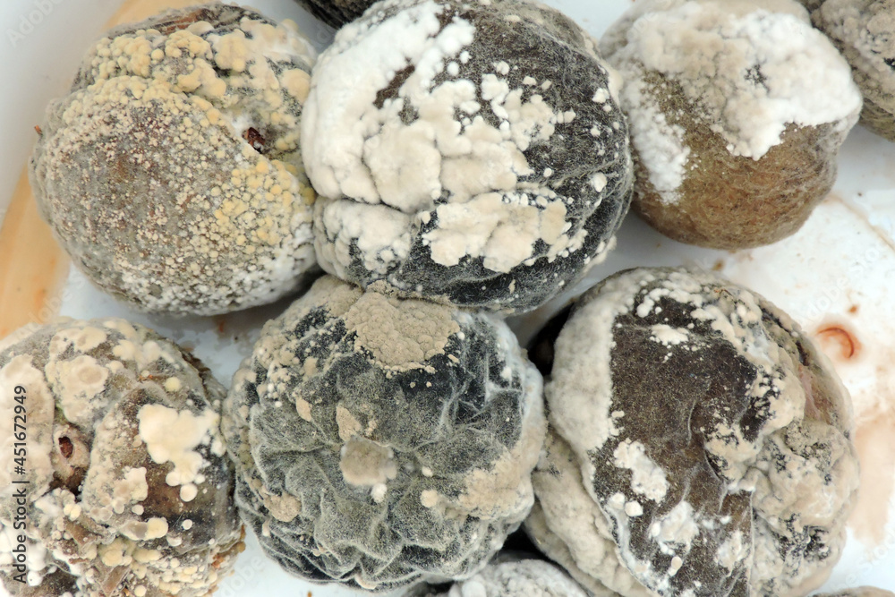 A close-up of mold on rotten peaches, white background
A close-up of mold on rotten peaches, white background