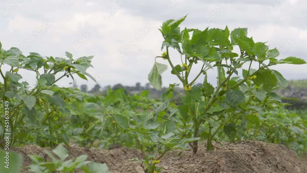 Closeup of a green tomatillo husk growing in the field Closeup of a green tomatillo husk growing in the field