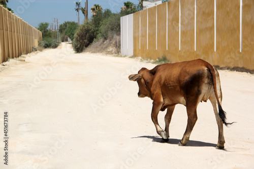White, brown and black cows walking down the street being cattle herded through the city 