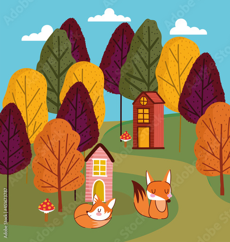 foxes in the forest