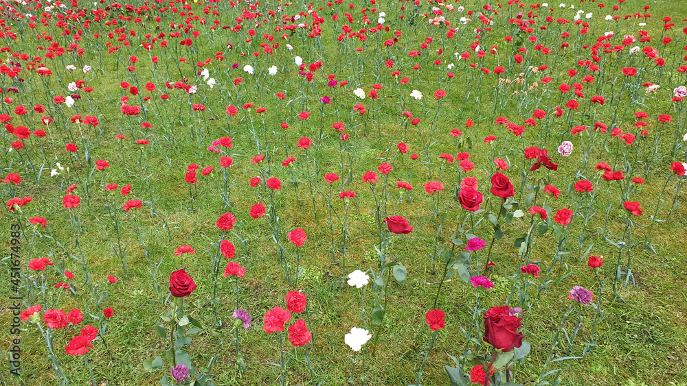 Sea of red carnations and other flowers placed to military cemetery by soviet red army veterans to celebrate on May 9.