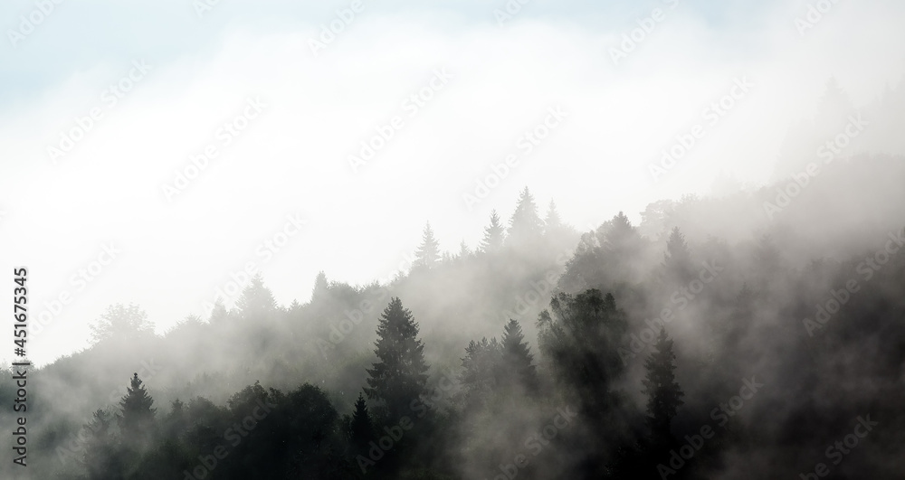 Krajobraz leśny wierzchołki drzew las we mgle