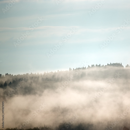 Krajobraz leśny wierzchołki drzew las we mgle   © Monika