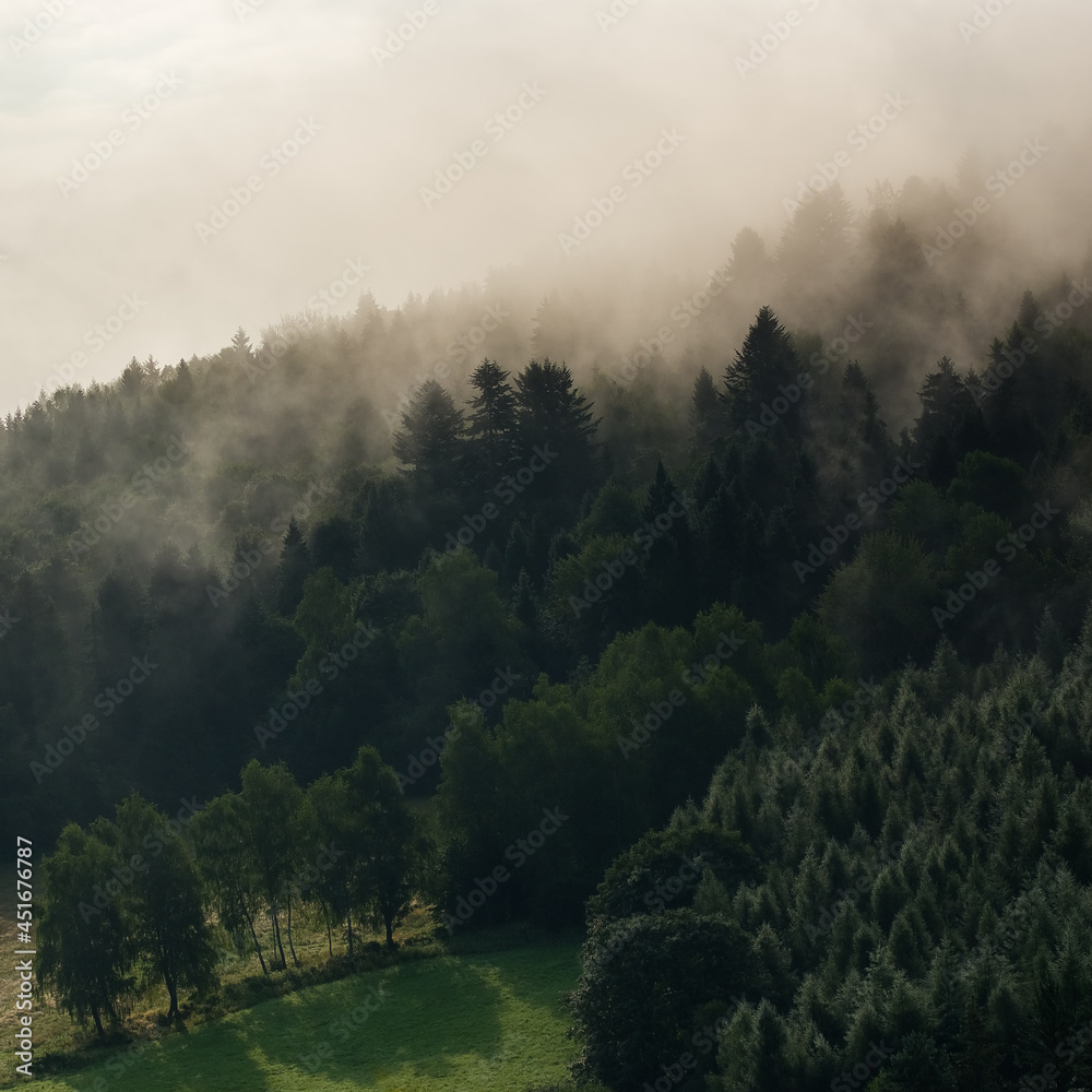 Krajobraz leśny polana wierzchołki drzew las we mgle	
 - obrazy, fototapety, plakaty 