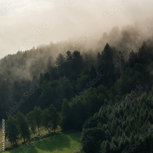 Krajobraz leśny polana wierzchołki drzew las we mgle 