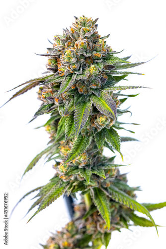 Fotografía Garanimals cannabis strain live cut