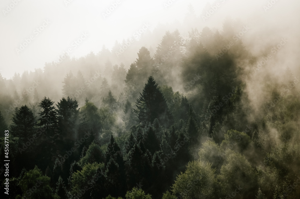 Naklejka premium Krajobraz leśny wierzchołki drzew las we mgle panorama 