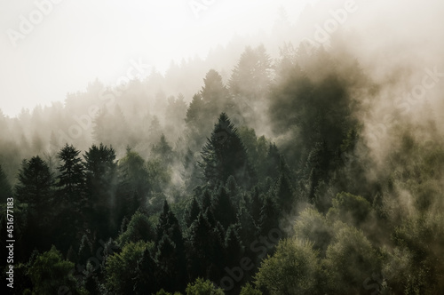 Fototapeta Krajobraz leśny wierzchołki drzew las we mgle panorama 