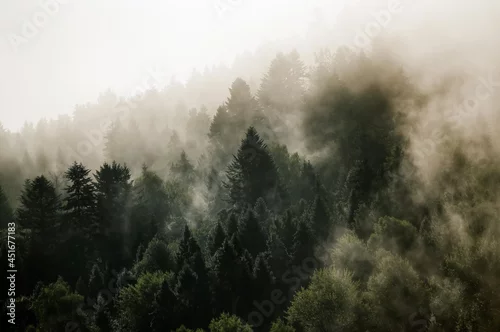 Obraz Krajobraz leśny wierzchołki drzew las we mgle panorama	
