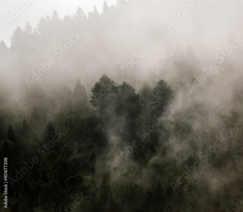 Krajobraz leśny wierzchołki drzew las we mgle panorama   © Monika