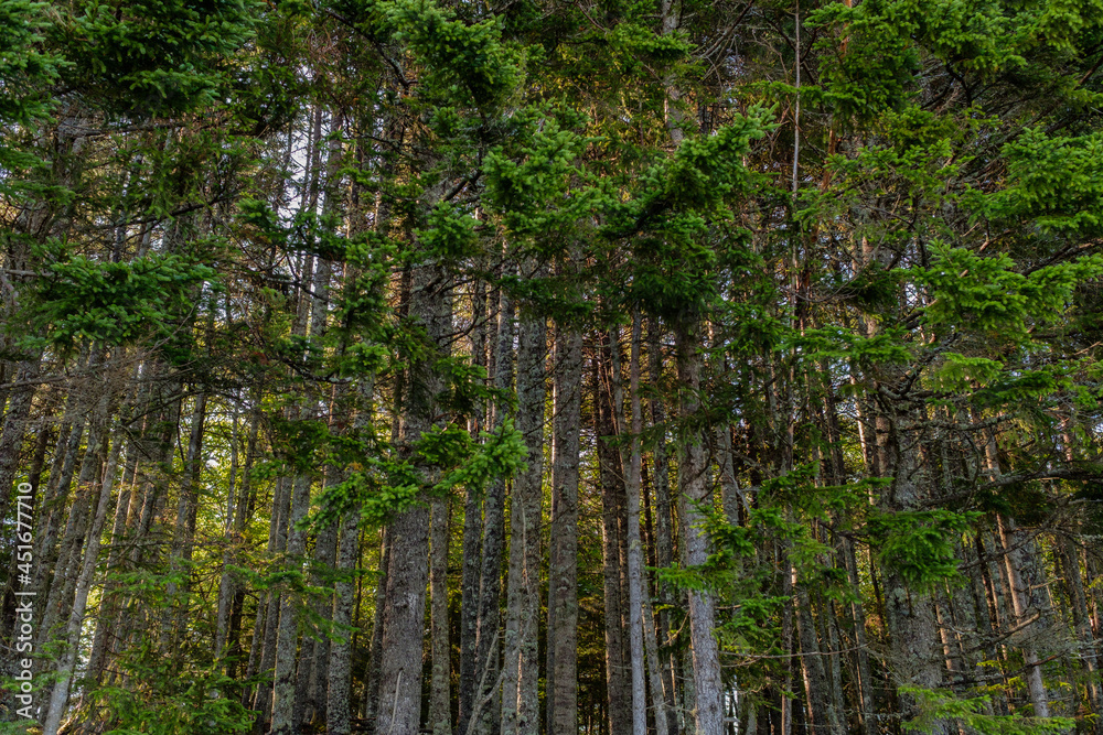 Obraz premium Sunrise backlights a canadian forest